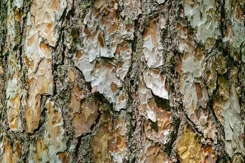 Pine bark. Rough pine bark texture close up Stock Photos