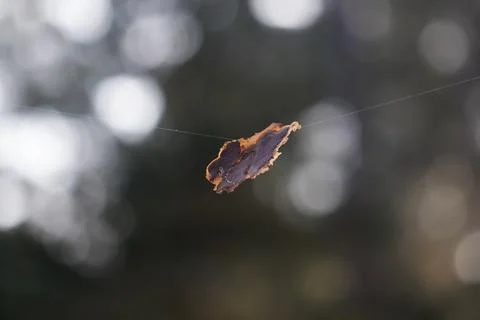 Pine bark on a spider's thread Stock Photos