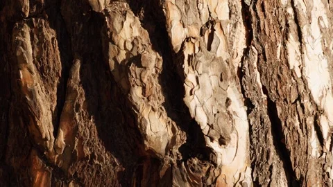 Pine bark. Surface of brown tree bark. The structure of tree bark. Macro. Stock Footage 251659857