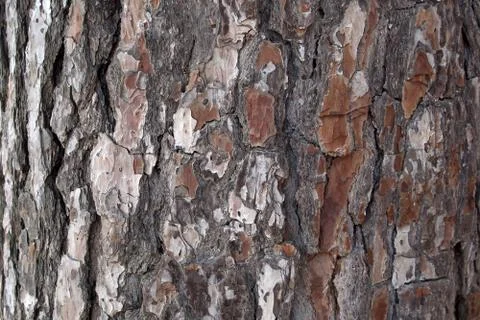 Pine Bark Surfaces Texture Stock Photos