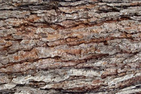 Pine Bark Surfaces Texture Stock Photos