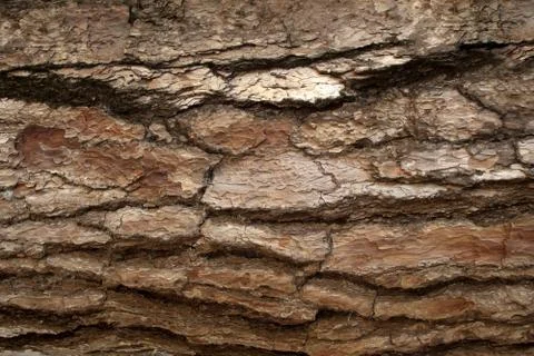 Pine Bark Surfaces Texture Stock Photos