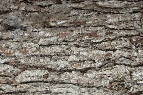 Pine Bark Surfaces Texture Stock Photos
