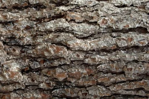 Pine Bark Surfaces Texture Stock Photos