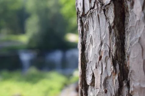 Pine Bark Texture on a Blurred Natural Background Stock Photos