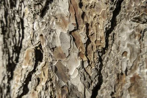 Pine bark texture close up as background Foto stock