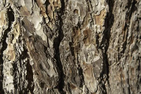 Pine bark texture close up as background Stock Photos