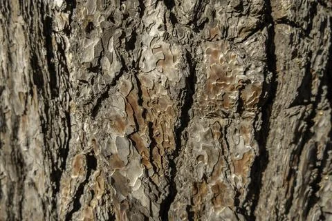 Pine bark texture close up as background Stock Photos