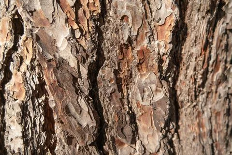 Pine bark texture close up as background Foto stock