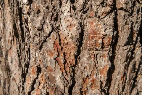 Pine bark texture close up as background Stock Photos
