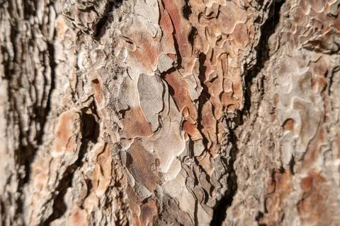 Pine bark texture close up as background Stock Photos