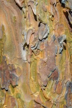 Pine bark texture close-up 스톡 사진