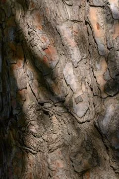 Pine Bark Texture Deep Cracks and Puzzle Like Scales of Scots or Ponderosa Pi Stock Photos