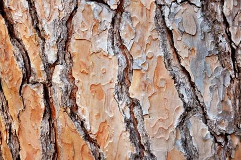 Pine bark texture in a forest or park. Close up of the bark. Brown wood backg Stock Photos