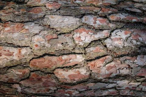 Pine bark texture. Old cedar tree pattern macro Foto stock