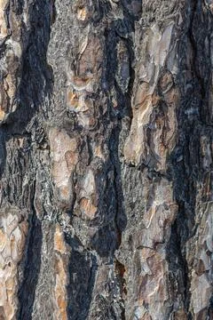Pine bark texture, old pine bark, texture for design Stock Photos
