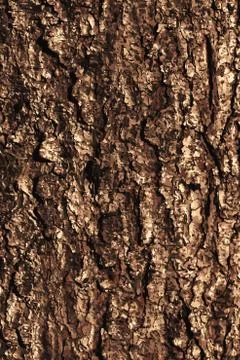 Pine bark texture pattern Stock Illustration