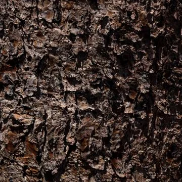 Pine bark texture Stock Photos