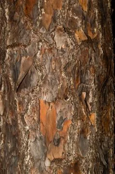 Pine bark texture 写真素材