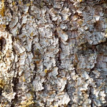 Pine bark texture Foto stock