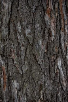 Pine bark a texture Stock Photos