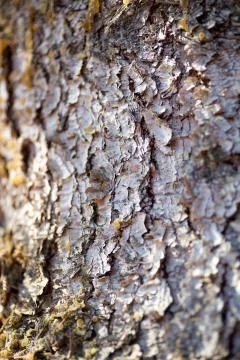 Pine bark texture - soft focus Stock Photos