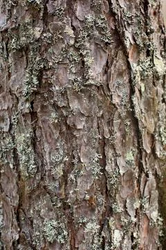 Pine bark texture. Strong tree trunk with old textured bark. Stock Photos