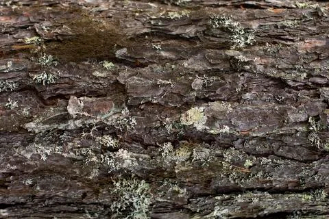 Pine bark texture. Strong tree trunk with old textured bark. Fotos Stock