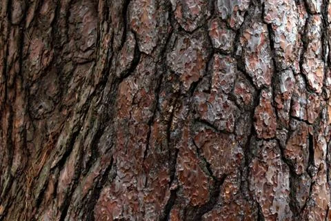 Pine bark texture on trunk close-up focus in center Stock Photos