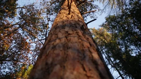 Pine bark tilt and rack focus Stock Footage 44212165