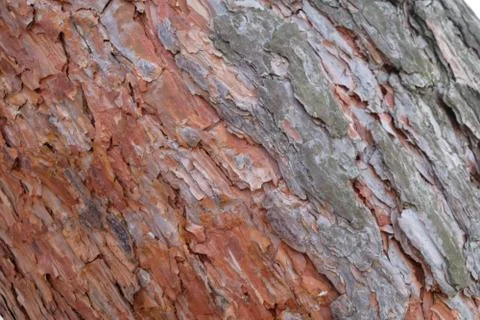 Pine bark on a tree in the forest Stock Photos
