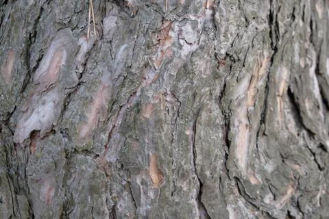Pine bark on a tree in the forest Stock Photos