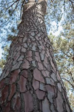 Pine bark tree Stock Photos