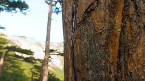Pine bark, trunk close-up, mountains Stock Footage 143137789