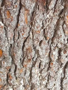Pine bark with white spots Stock Photos