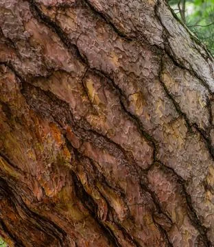 Pine bark wood texture Stock Photos