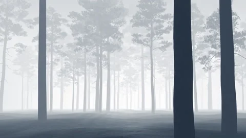 Pine, beautiful forest in the fog. Stock Footage 168243489