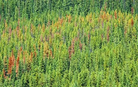 Pine beetle damage Stock Photos