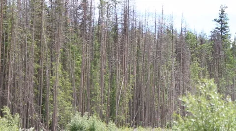 Pine Beetle kill Stock Footage 5236147