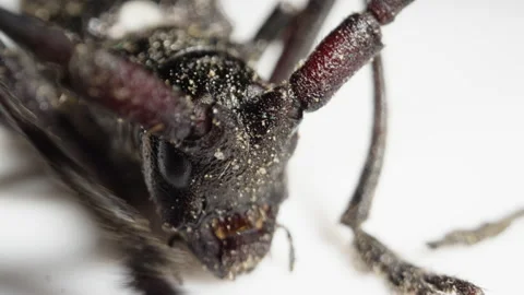 Pine beetle moving slow motion macro Stock Footage 134586769
