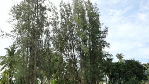 The pine is being cut and being pulled by a rope to broken and felling Stock Footage 166547302