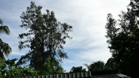 The pine is being cut and being pulled by a rope to broken and felling Stock Footage 166547393