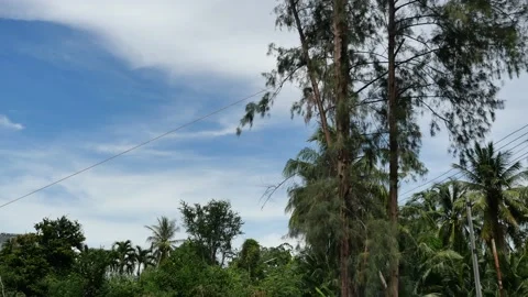 The pine is being cut and being pulled by a rope to broken and felling Stock Footage 166547471