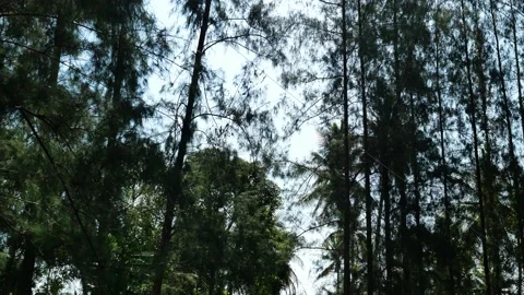 The pine is being cut and being pulled by a rope to broken and felling Stock Footage 166547552