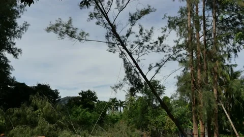 The pine is being cut to broken and felling to the ground  in the forest Stock Footage 154483915