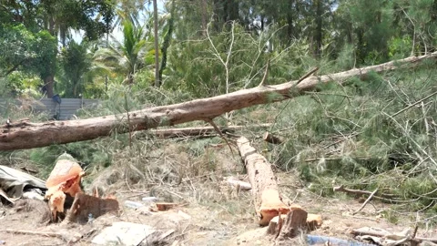 The pine is being cut to broken and felling to the ground  in the forest Stock Footage 154483928