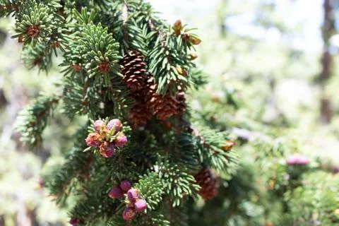 Pine Berries Stock Photos