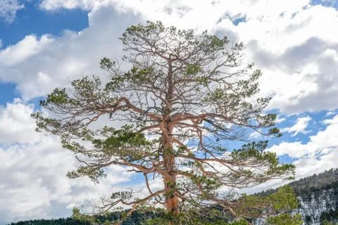 Pine big green tree on winter day with cloudy sky Stock Photos