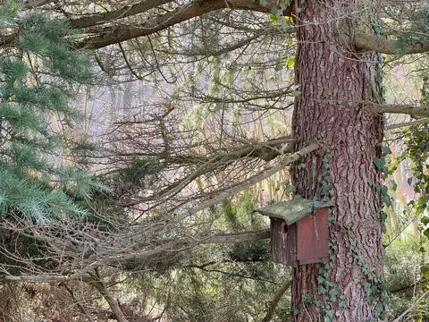 Pine birdhouse in the forest Stock Photos