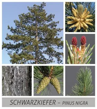 Pine, black pine, common, pine, pinus, nigra, conifer, cones, wood Stock Photos